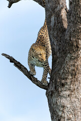 Leopard (Panthera Pardus) in a tree in Mashatu Game Reserve in the Tuli Block in Botswana   