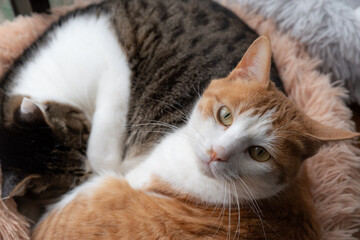 くつろぐ二匹の猫