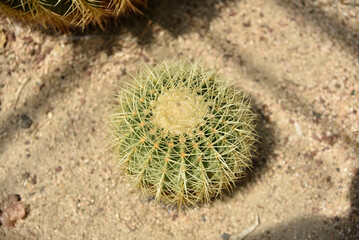 Some flowers and animals in the botanic garden in jeju island, south korea