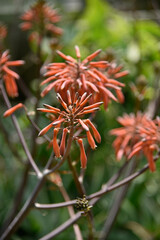 Some flowers and animals in the botanic garden in jeju island, south korea