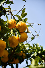 Some flowers and animals in the botanic garden in jeju island, south korea