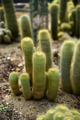 Some flowers and animals in the botanic garden in jeju island, south korea