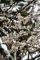 Some flowers and animals in the botanic garden in jeju island, south korea