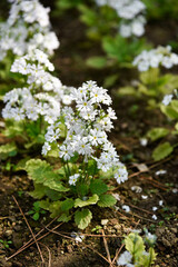 Some flowers and animals in the botanic garden in jeju island, south korea