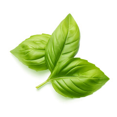 Close up studio shot of fresh green basil herb leaves isolated on white and transparent background. Png transparent. - obrazy, fototapety, plakaty