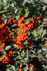 Nature concept for design. Branch of pyracantha or firethorn with bright red berries against blurred dark green foliage background. Selective focus. Close-up.