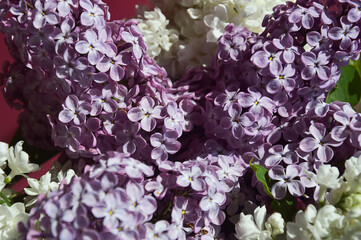 a bouquet of lilac, fragrant purple flowers. background for decoration for holidays, birthday, mother's day, women's day, March 8, spring.