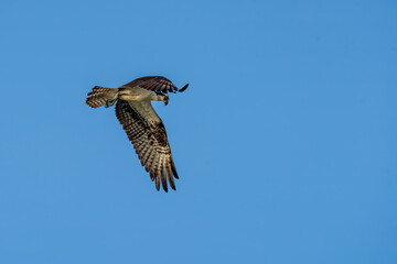 Osprey In Flight