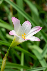 Zephyr lily (zephyranthes) flower in garden against green background 