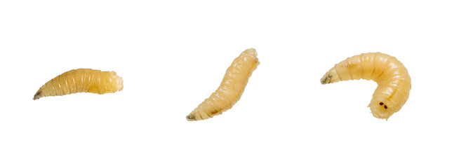 fly larvae on a transparent isolated background. png
