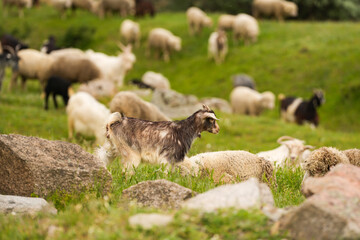 Fototapeta premium A flock of sheep on a hill. Photo with sheep, tiny lamp and goat farm animals used in agriculture industry. Farm landscape concept image.