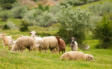 Obraz premium A flock of sheep on a hill. Photo with sheep, tiny lamp and goat farm animals used in agriculture industry. Farm landscape concept image.