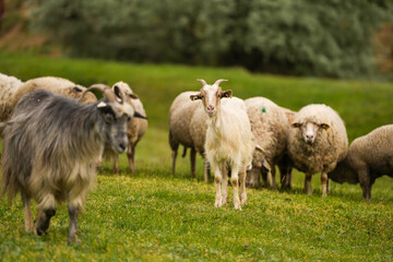 Fototapeta premium A flock of sheep on a hill. Photo with sheep, tiny lamp and goat farm animals used in agriculture industry. Farm landscape concept image.