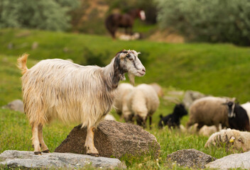 A flock of sheep on a hill. Photo with sheep, tiny lamp and goat farm animals used in agriculture industry. Farm landscape concept image.