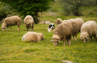 Obraz na płótnie Canvas A herd dog standing in the middle of a flock of sheep. farm animals and agriculture concept photo.