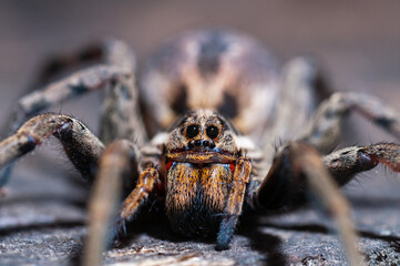 a wolf spider Lycosidae