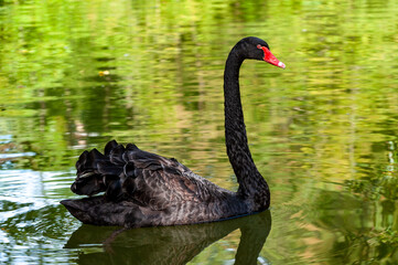 a beautiful black swan swims
