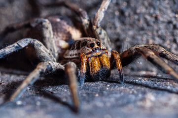a wolf spider Lycosidae