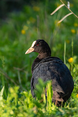 a Coot looking for food