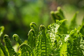 In June, the summer solstice is celebrated in Latvia. The fern is an integral and traditional symbol of the holiday. Young girls and boys go to the ferns at midnight to look for a fern flower.