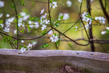 In May, cherries bloom profusely in parks and gardens. Their flowers are fragrant, bees feed on them. I took photos in a nature park by the sea