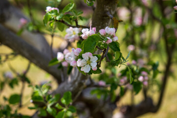 Apple trees bloom profusely in May. Their flowers are fragrant, bees feed on them. I photographed the blooming apple trees in my mother's garden.