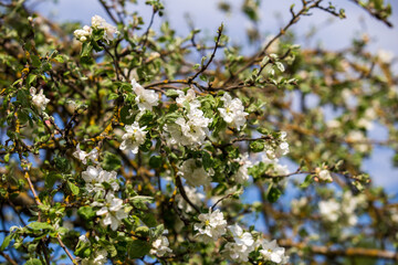 Apple trees bloom profusely in May. Their flowers are fragrant, bees feed on them. I photographed the blooming apple trees in my mother's garden.