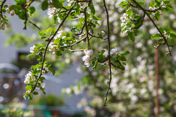 Apple trees bloom profusely in May. Their flowers are fragrant, bees feed on them. I photographed the blooming apple trees in my mother's garden.