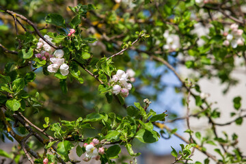 Apple trees bloom profusely in May. Their flowers are fragrant, bees feed on them. I photographed the blooming apple trees in my mother's garden.