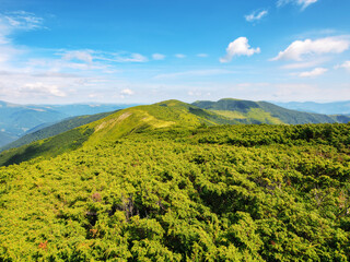 mountainous landscape of ukraine. mountains of chornohora ridge. warm summer forenoon