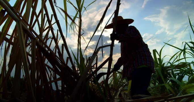 Slow motion silhouette scene of Asian farmer and employee who live in the rural area, harvesting the sugar cane in the tropical area.