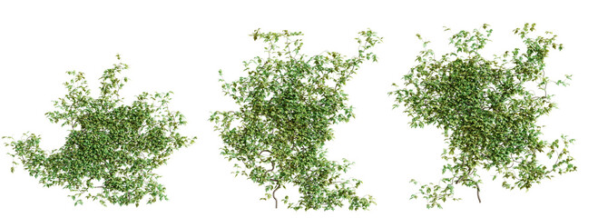 Set of Vitis creeper plant, vol. 2, isolated on transparent background. 3D render.
