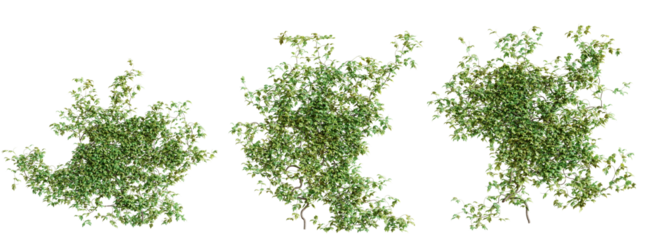 Set of Vitis creeper plant, vol. 2, isolated on transparent background. 3D render.