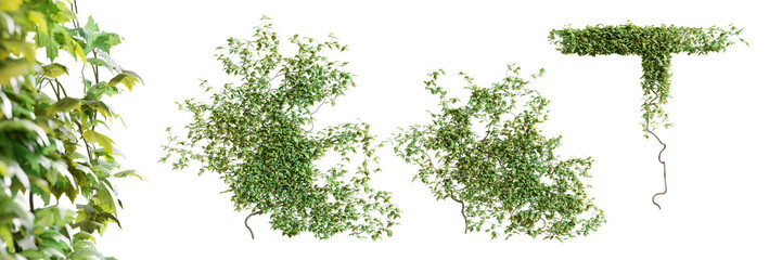 Set of Vitis creeper plant, vol. 1, isolated on transparent background. 3D render.
