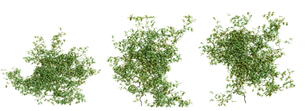 Set of Vitis creeper plant, vol. 2, isolated on transparent background. 3D render.