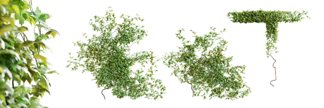 Set of Vitis creeper plant, vol. 1, isolated on transparent background. 3D render.