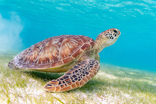 Sea turtle in the Maldives on the island Curedo on seagrass