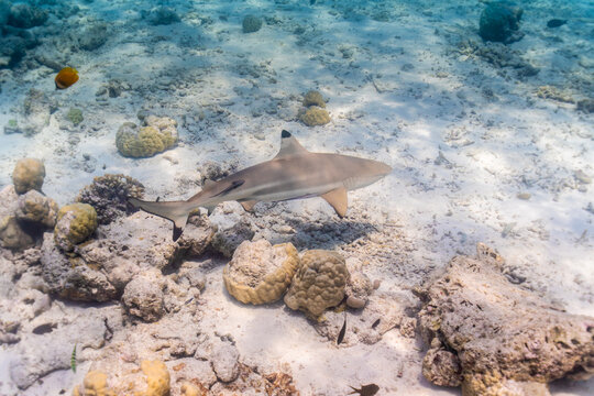 Gray reefshark in the Maldives on the island Curedo