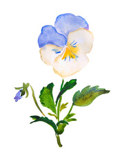 Pansy, flower illustration, white, blue , pastel pansy , pansies , bloom, blossom, watercolor illustration