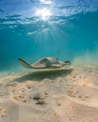Stingray in the Maldives on the island Curedo on seagrass