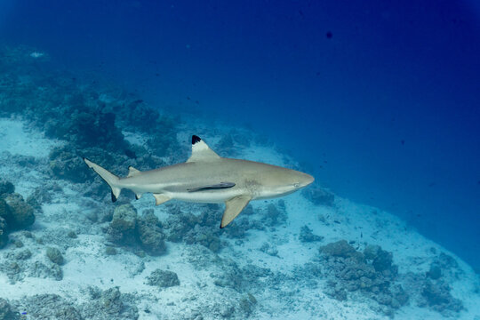 Gray reefshark in the Maldives on the island Curedo