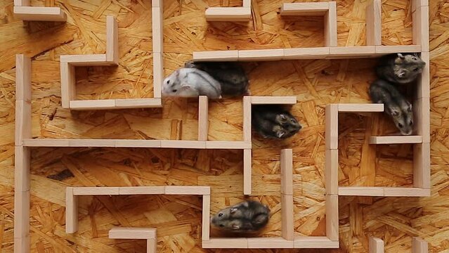 A group of hamsters in a maze are wandering in dead ends looking for a way out.