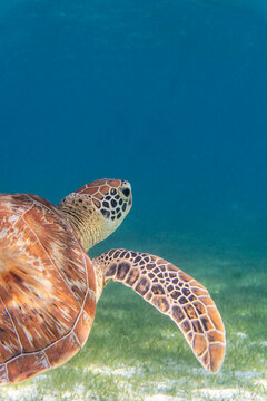 Seaturtle in the Maldives on the island Curedo on seagrass