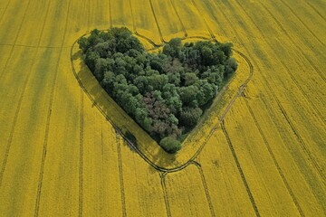 Heart shape in a rapeseed field seen from a drone