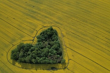 Heart shape in a rapeseed field seen from a drone