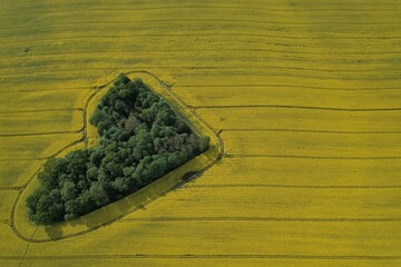 Heart shape in a rapeseed field seen from a drone