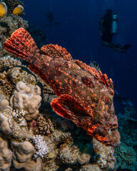 Naklejka na ściany i meble Red Scorpion Fish in the Red Sea with a diver in the background