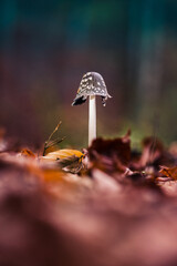 Fototapeta na wymiar Fungus / mushroom in the bed of a Danish forest