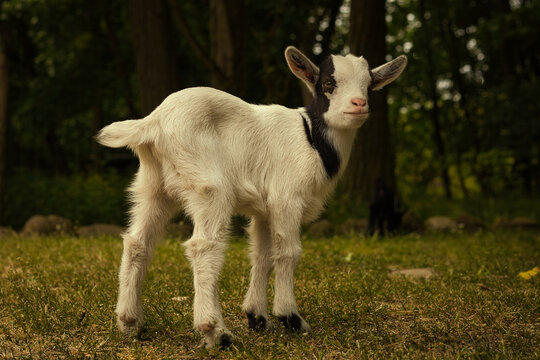 Kleine Ziege - Ziegenkind - Zicklein - Ziegenbaby - Ziegenlamm - Lamm - Kitz - Capra Aegagrus Hircus - Goat - Cute - Funny - Portrait - Meadow - High quality photo	