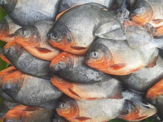 Many fresh pomfret fish are arranged on the trays of fish sellers in traditional roadside markets.
